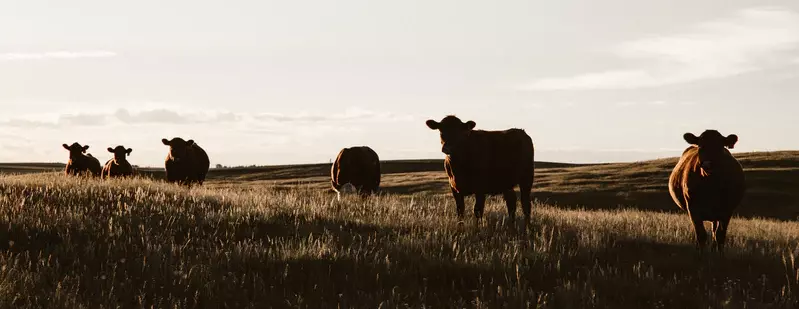 ロシアがUAEへの牛の輸出権を取得