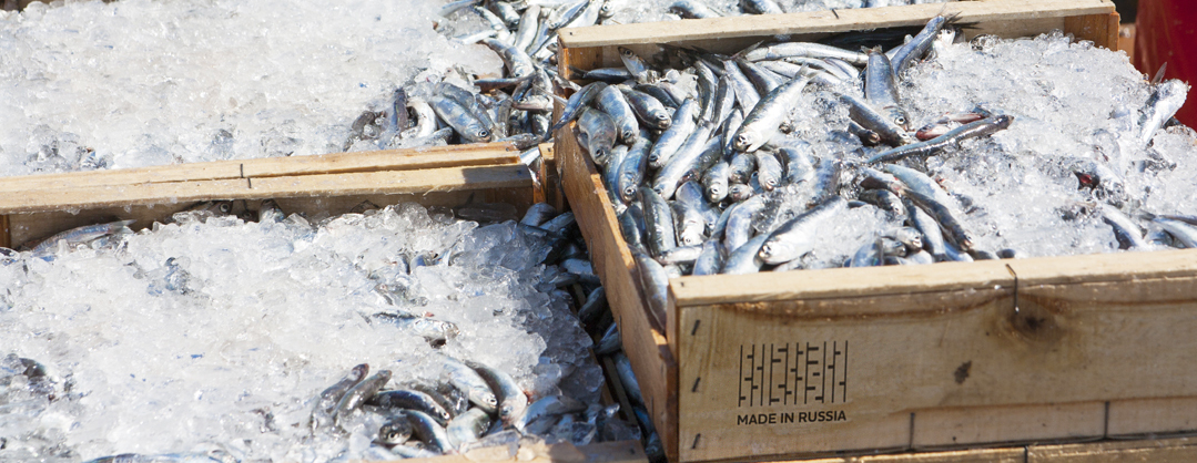 Два завода по переработке рыбы за ₽460 млн возведут в Мурманской области