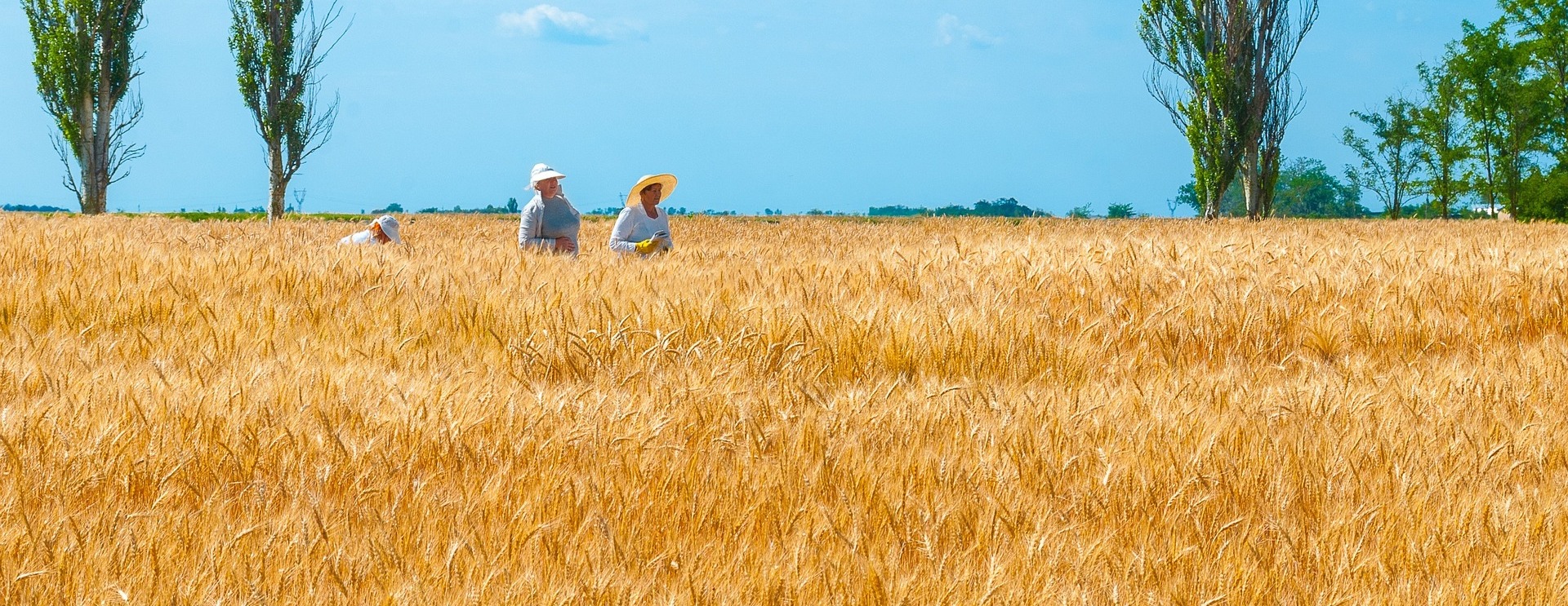 Семь объектов инфраструктуры для селекции пшеницы появится в РФ к 2023 году