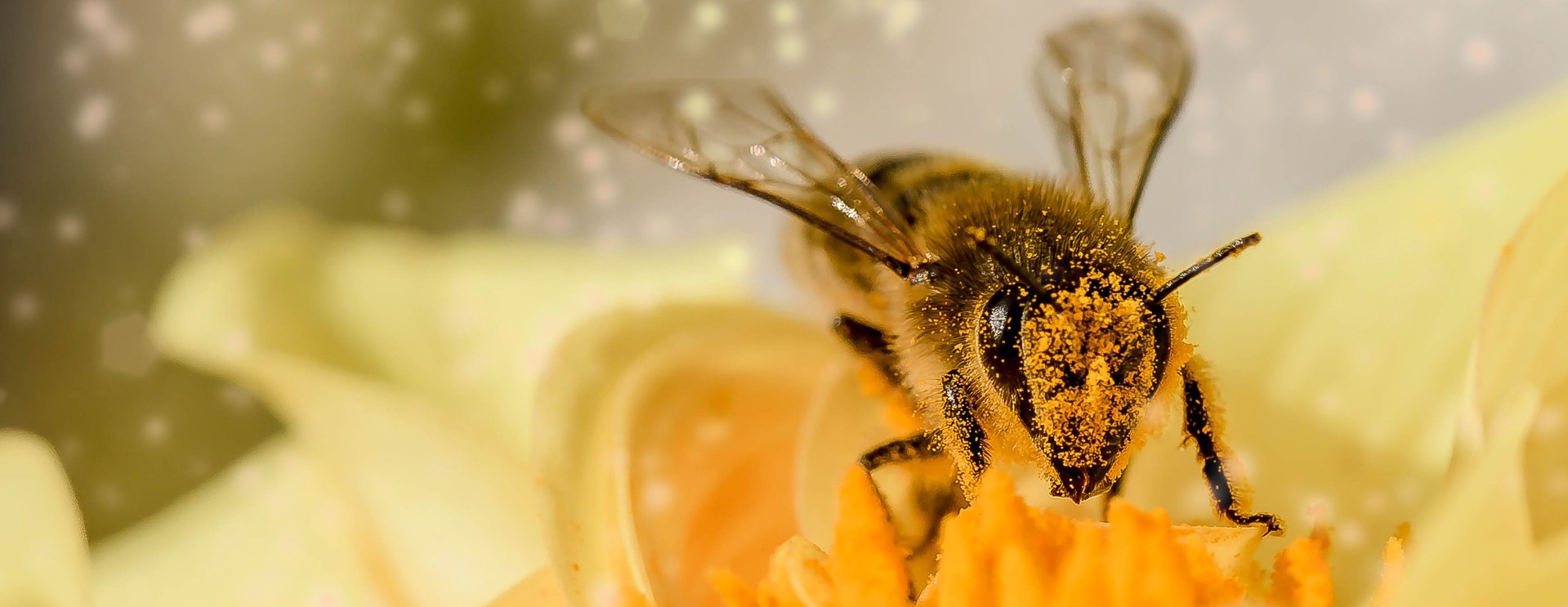 Пчеловоды Приморья осуществят три экспортных поставки в Казахстан 