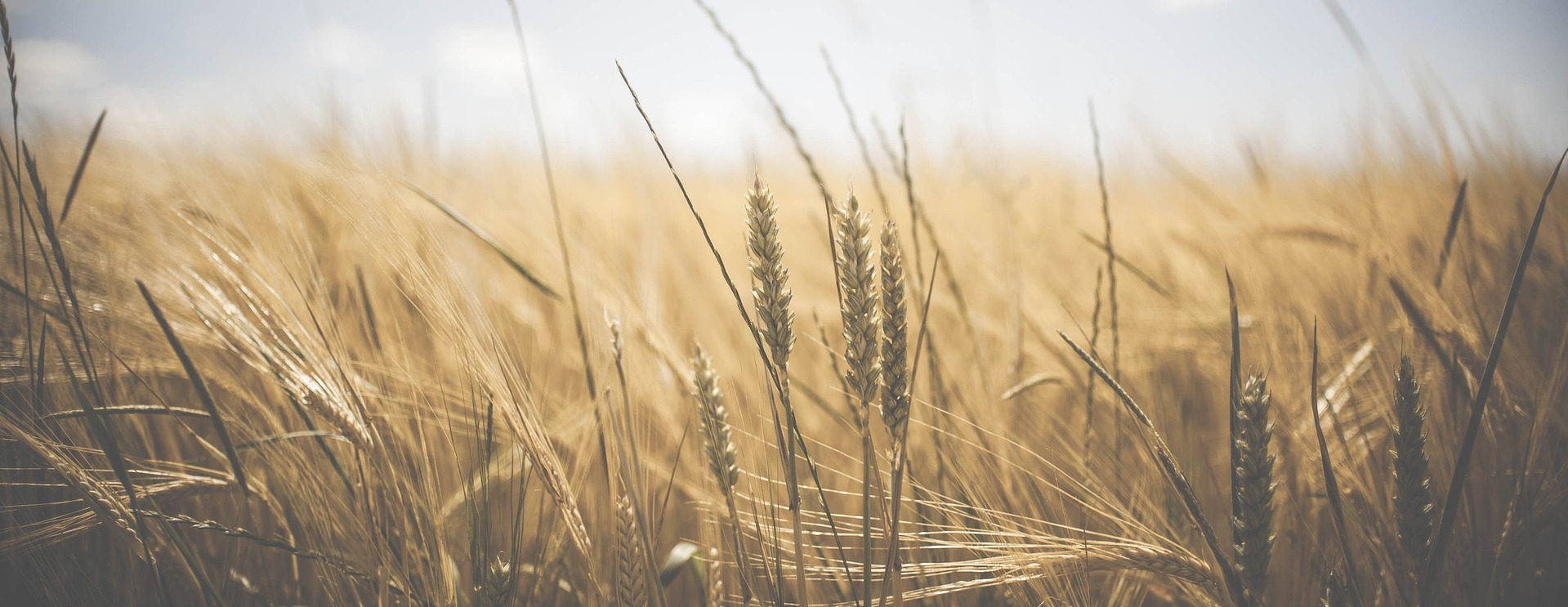 Семь центров по селекции пшеницы создадут в России до 2023 года
